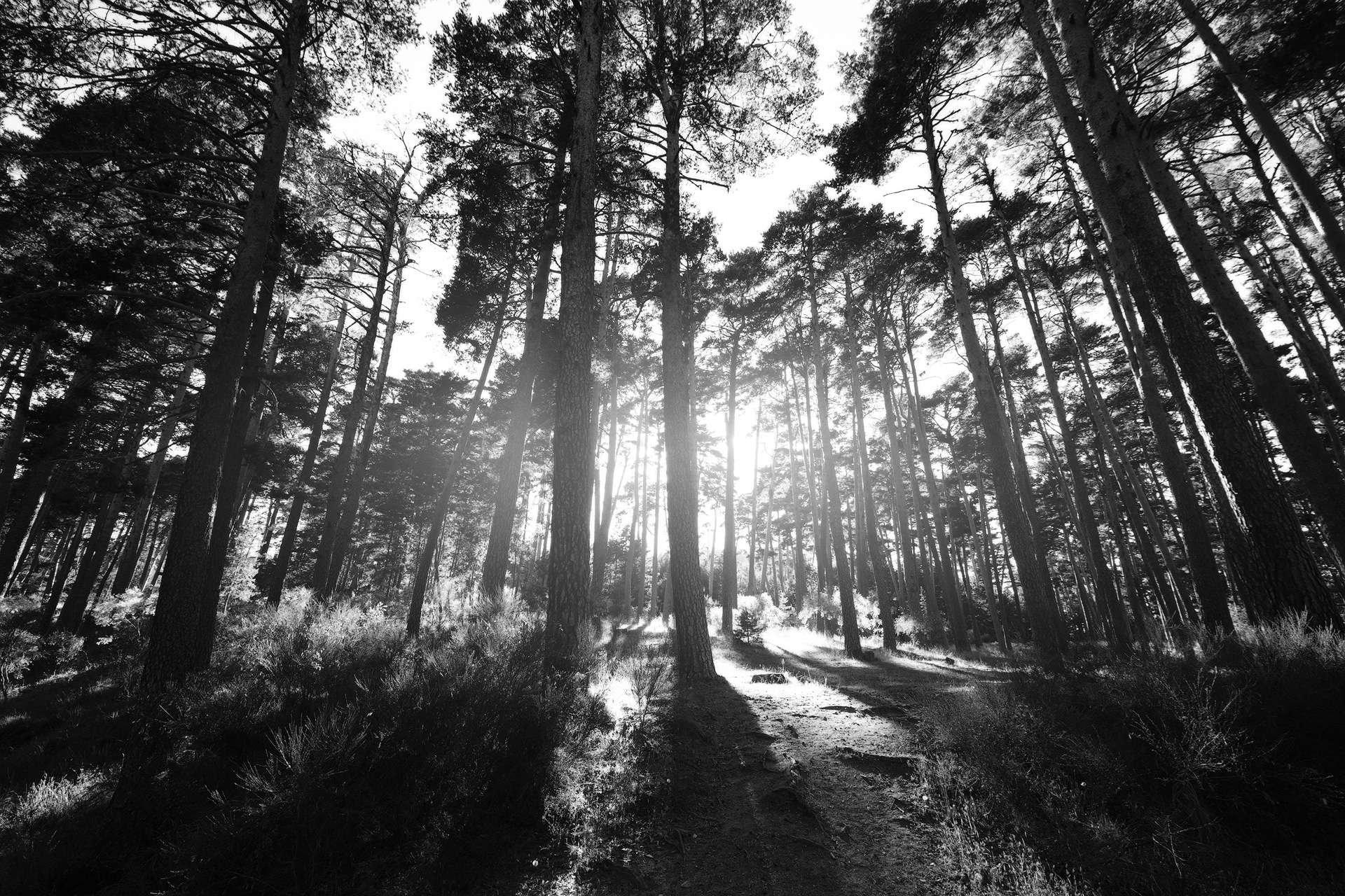 Bosque en blanco y negro