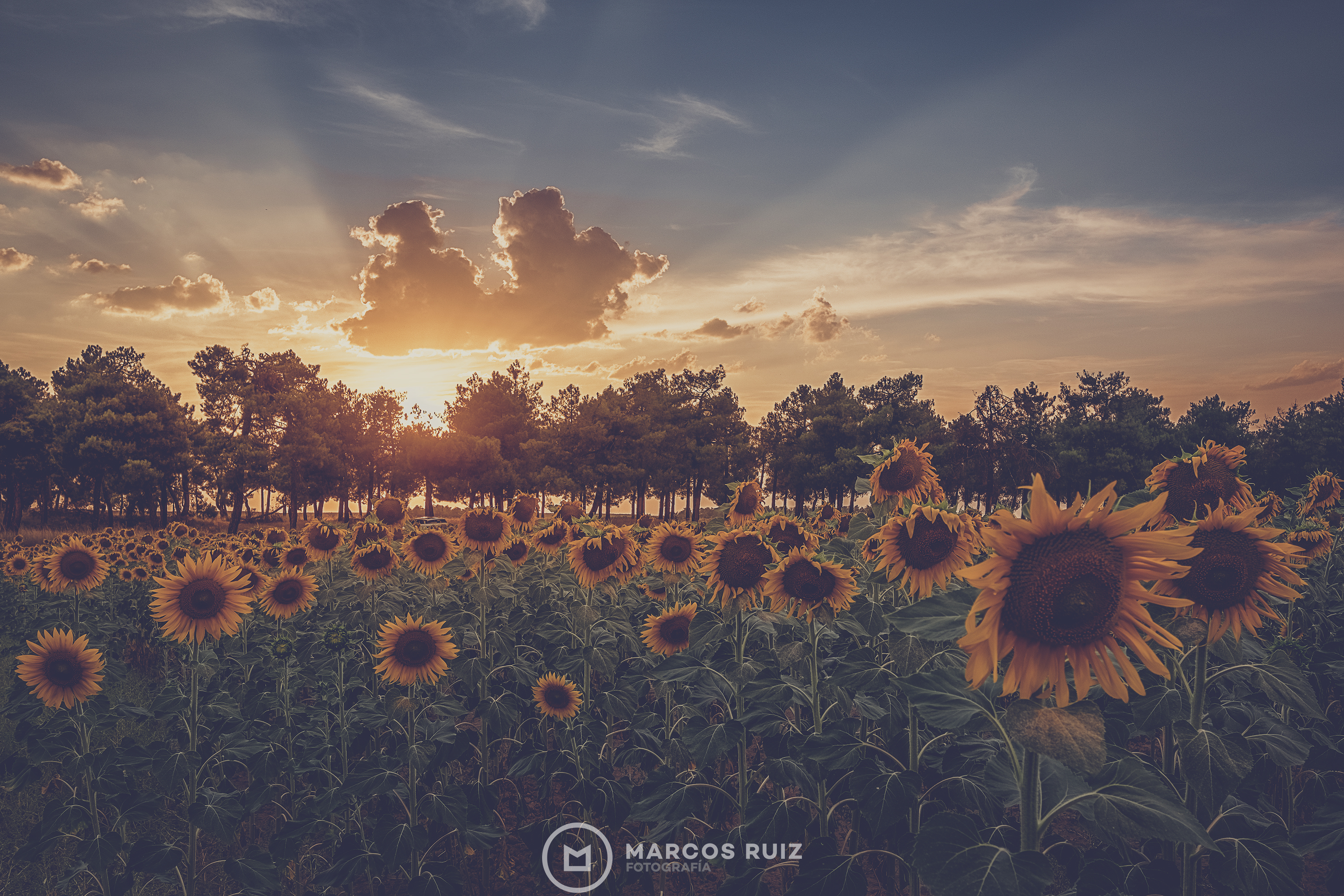 Atardecer entre girasoles